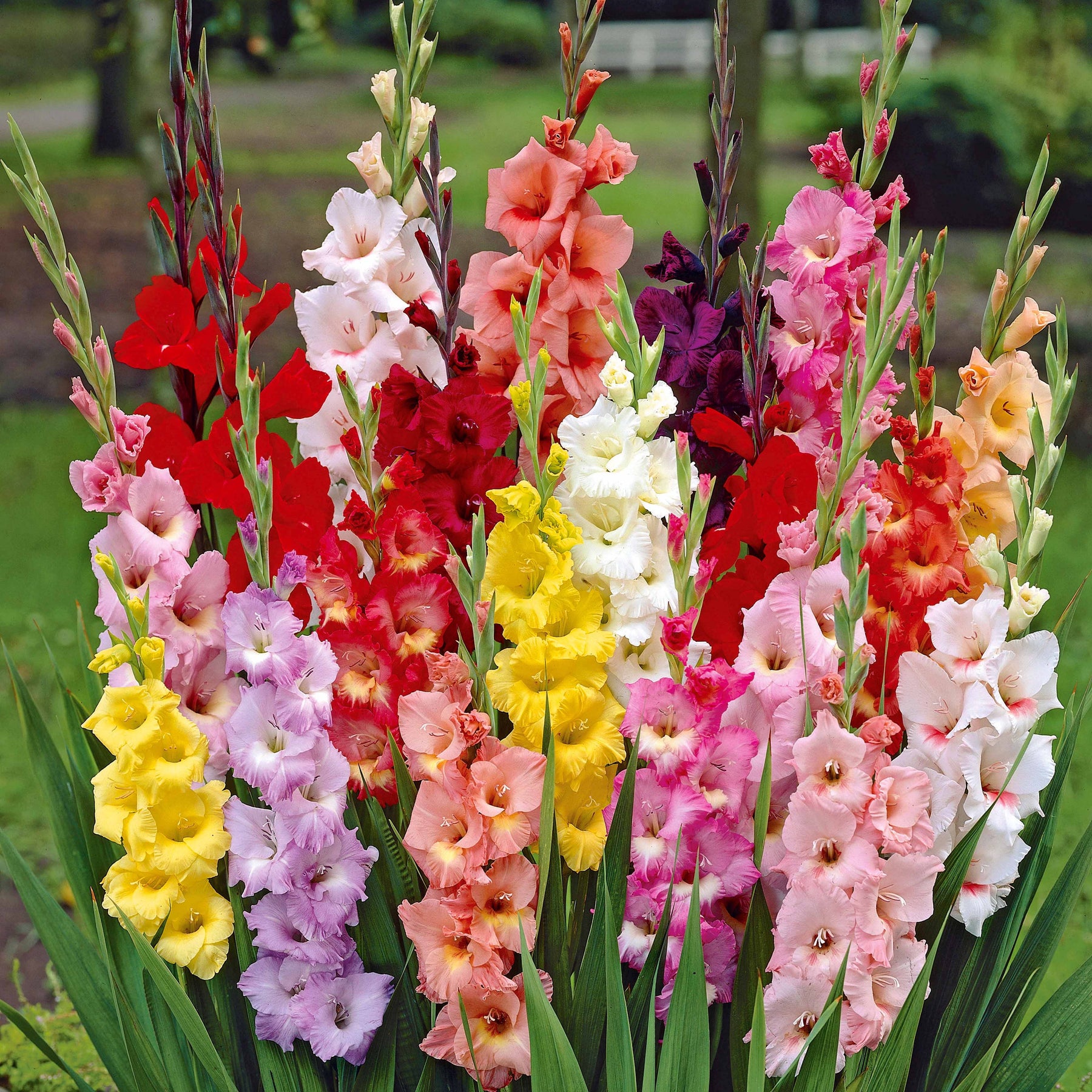Gladiolus, Begonia, Iris, Liatris, Crocosmia, Lilium, Dahlia - Borderpakket zomerbloeiers - ca. 1,5 m² - Zomerbloeiers