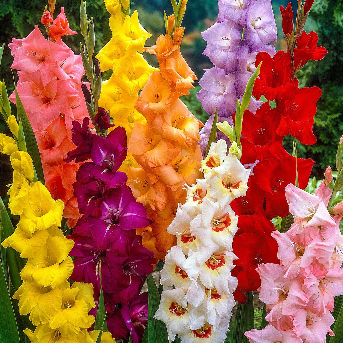 Grootbloemige gladiool Mix 'Pride' - Gladiolus - Willemse