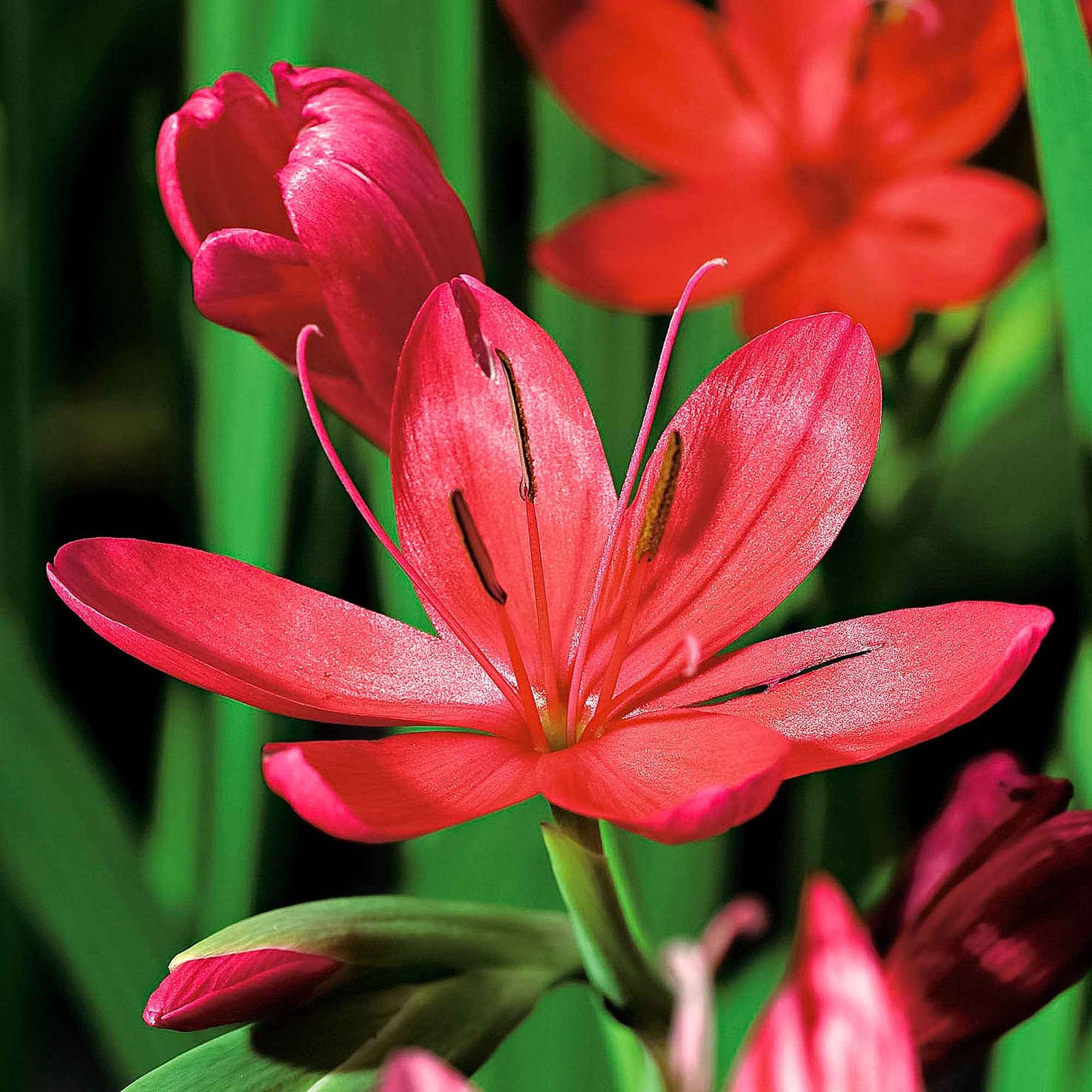 Schizostylis coccinea major - Moerasgladiool 'Major' - Alle vijverplanten