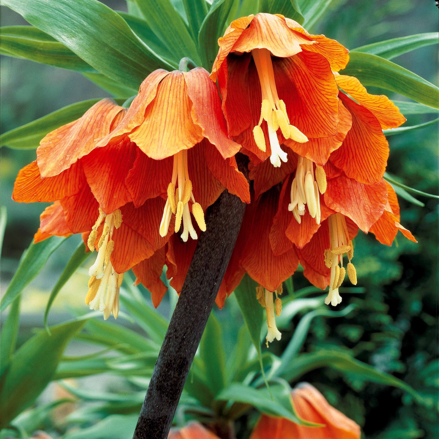 Oranje keizerskroon - Fritillaria imperialis - Willemse