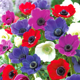 Anemoon de Caen - Mix - Anemone coronaria de caen