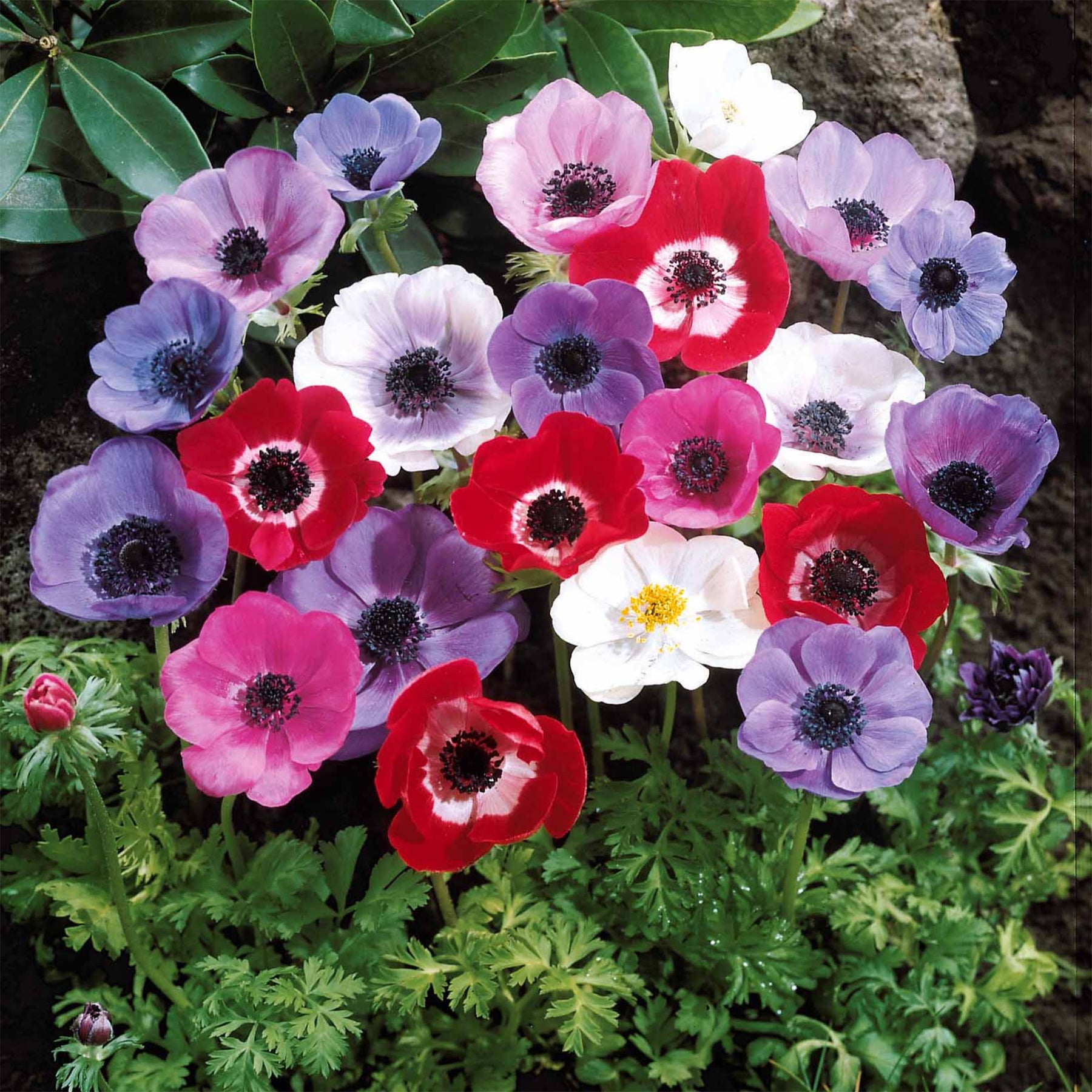Verkoop Anemoon de Caen - Mix - Anemone coronaria de Caen