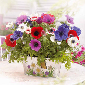 Anemoon - Anemoon de Caen - Mix - Anemone coronaria de Caen