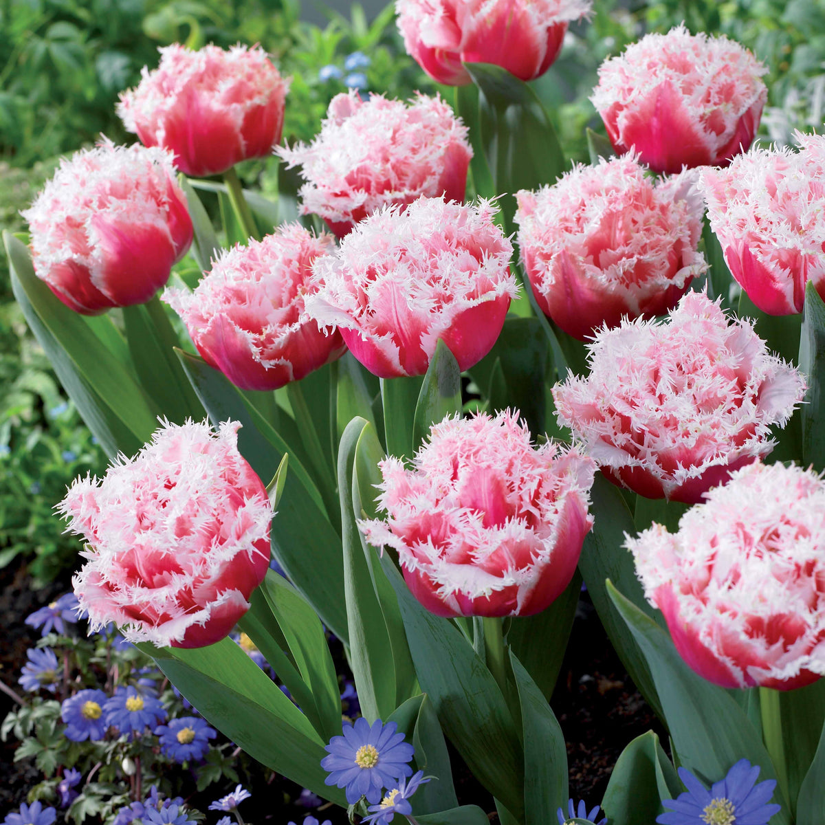 Tulp 'Queensland' (x5) - Tulipa queensland - Willemse