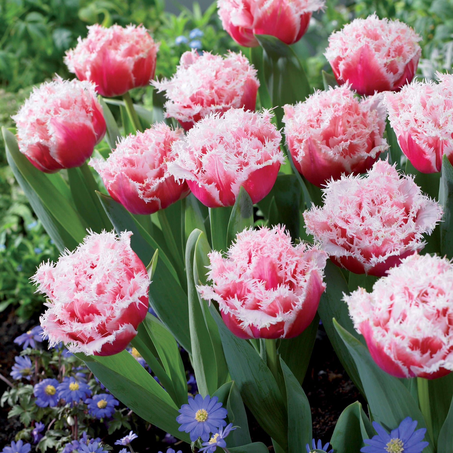 Tulp 'Queensland' (x5) - Tulipa queensland - Willemse