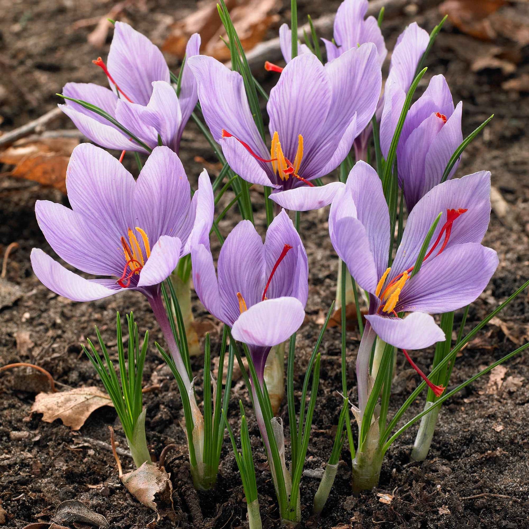 Crocus sativus - Saffraankrokus (x10) - Krokus
