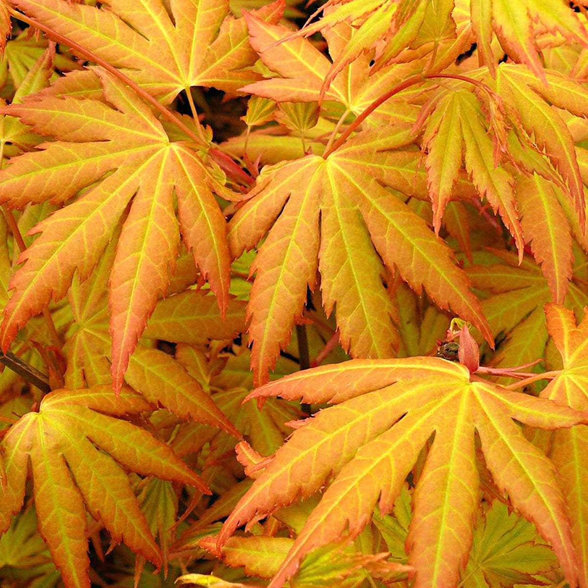 Japanse esdoorn 'Orange Dream' - Acer palmatum orange dream - Willemse