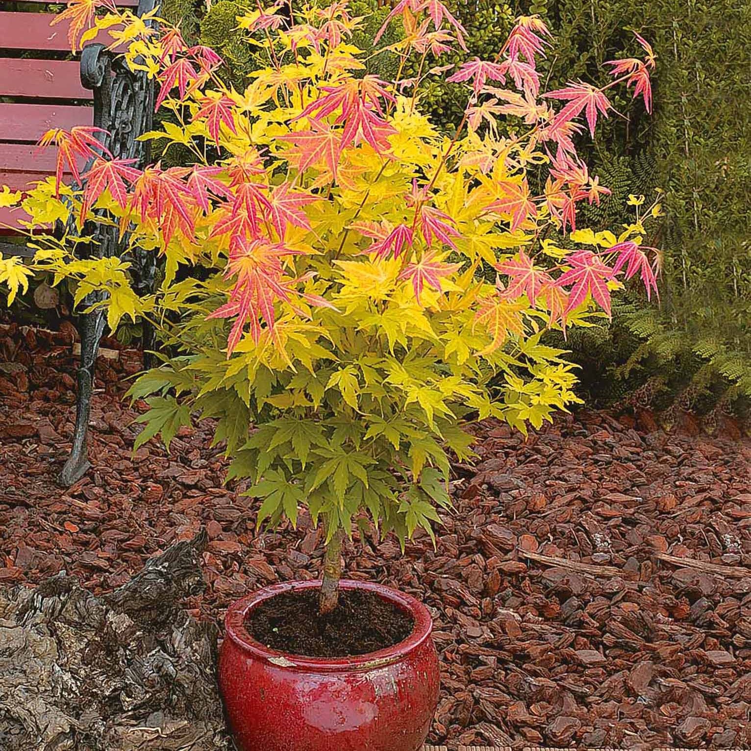 Acer palmatum orange dream - Japanse esdoorn 'Orange Dream' - Japanse esdoorn