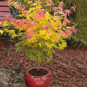 Acer palmatum orange dream - Japanse esdoorn 'Orange Dream' - Japanse esdoorn