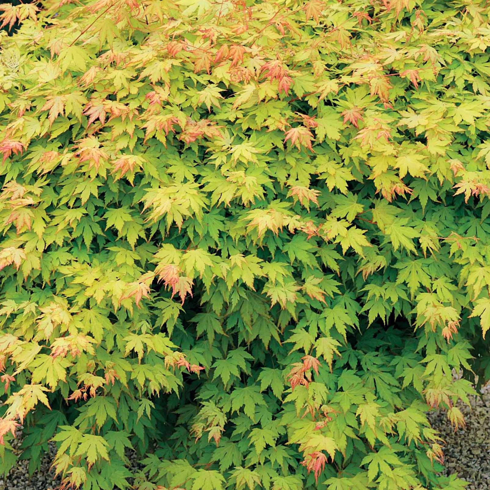 Japanse esdoorn - Japanse esdoorn 'Orange Dream' - Acer palmatum orange dream