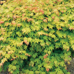 Japanse esdoorn - Japanse esdoorn 'Orange Dream' - Acer palmatum orange dream