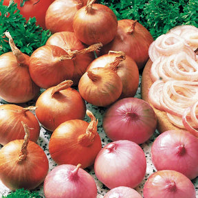 Rode sjalot 'Red Sun' - Allium ascalonicum red sun - Willemse