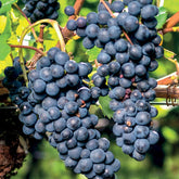Druif 'Boskoop Glory' - Vitis boskoop glory - Type fruitbomen