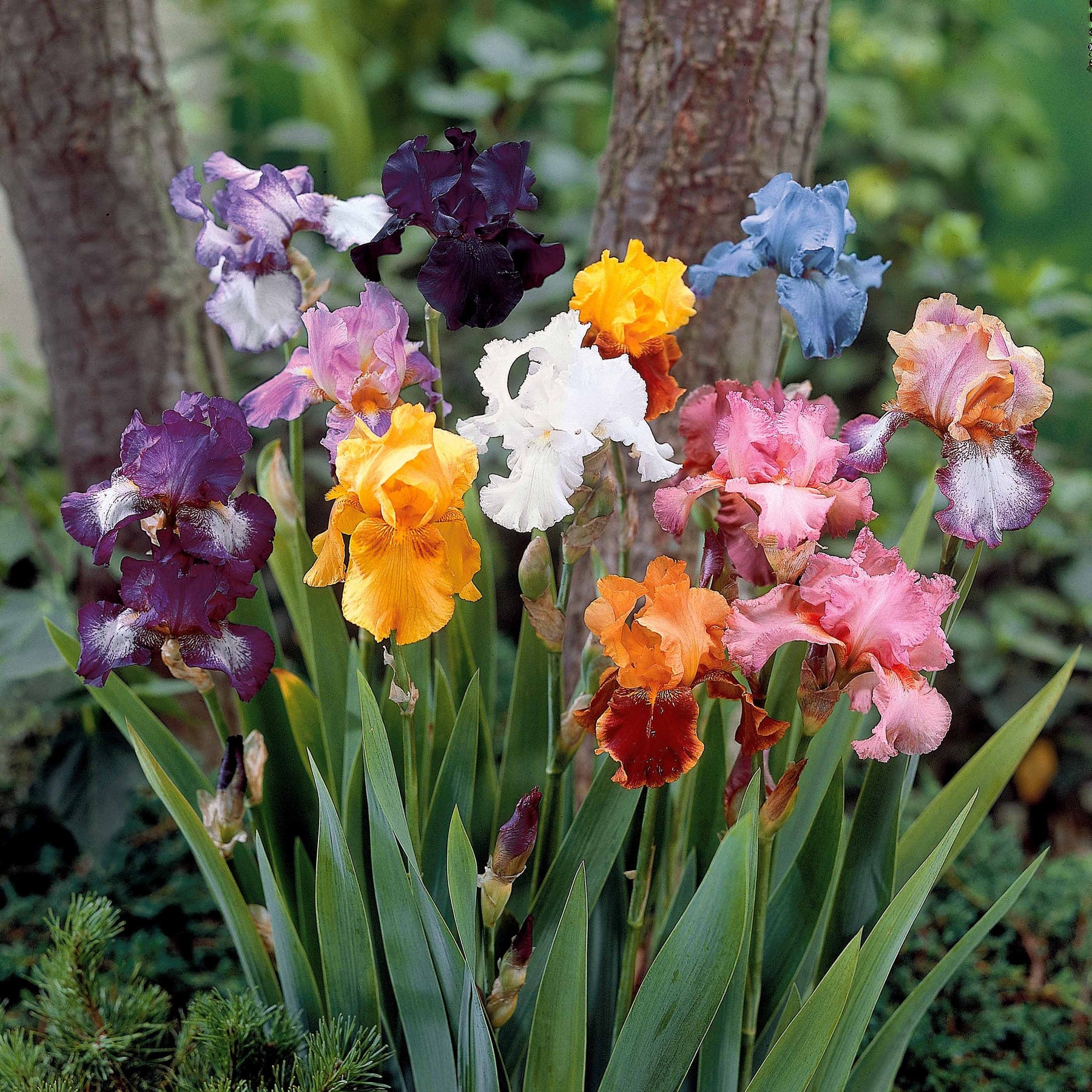 Baardiris Mix 'Vibrant Beauty' (x5) - Iris germanica