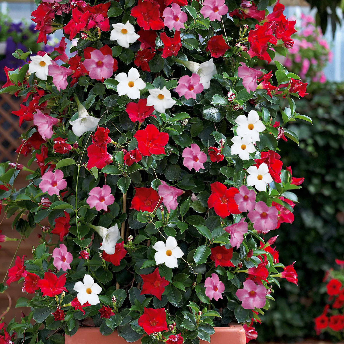 Chileense jasmijn (x3) - Dipladenia