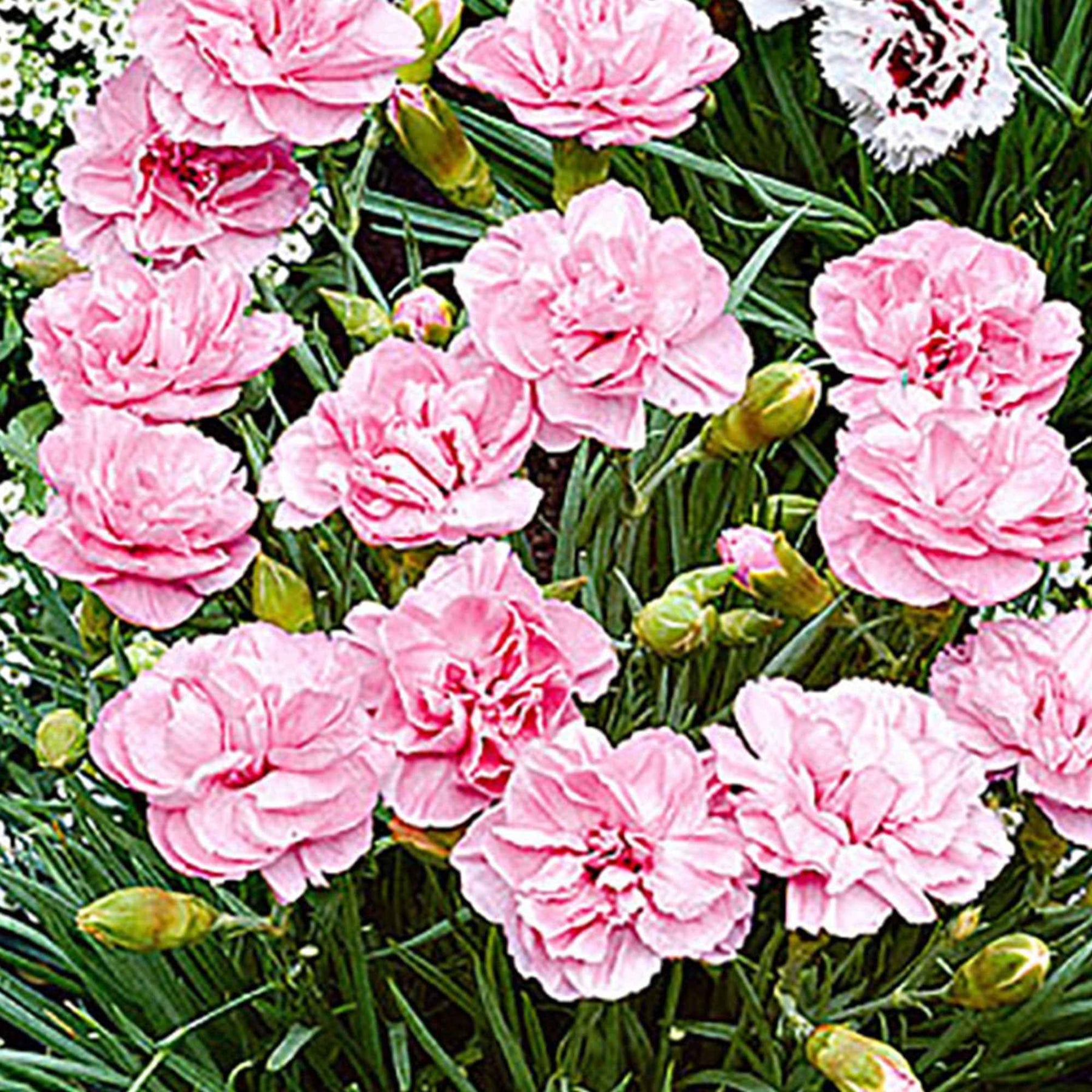 Grasanjer 'Doris' (x3) - Dianthus plumarius 'doris' - Willemse