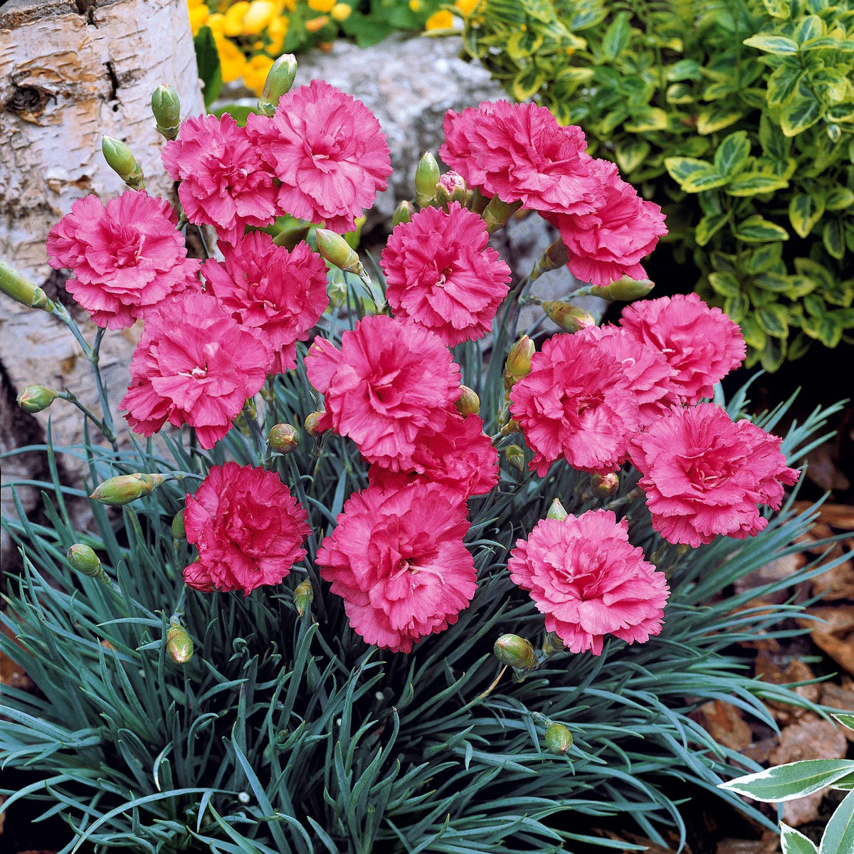 Grasanjer 'Fortuna' (x2) - Dianthus plumarius roseus - Perkplanten
