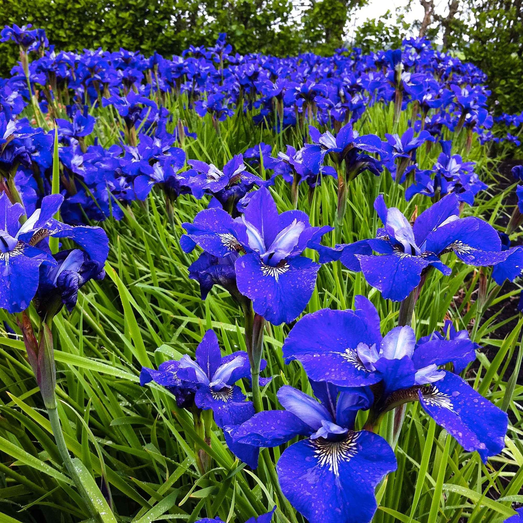 Siberische iris 'Blue Bird' (x3) - Willemse