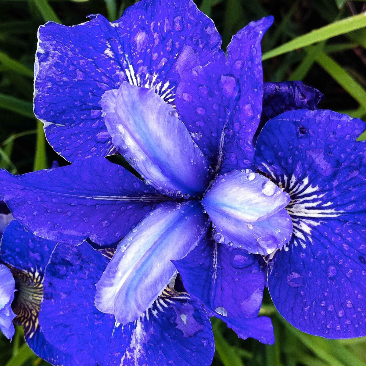 Siberische iris 'Blue Bird' (x3) - Iris sibirica blue bird - Willemse