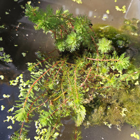 Vijverplanten per type vijver - Rode klaverblad - Myriophyllum rubricaule Red Stem