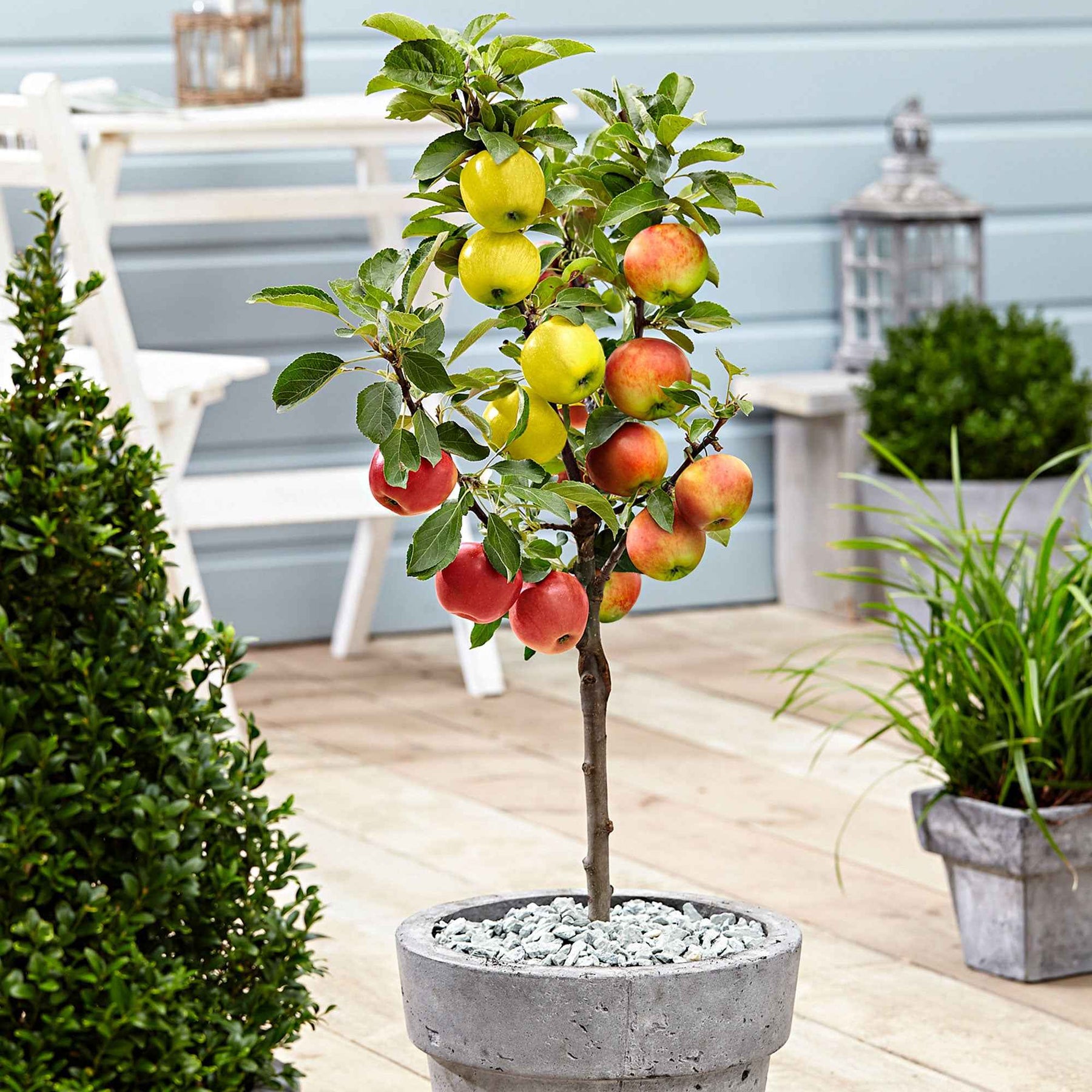 Appelboom - Trio 'Jonagored' + Golden Delicious'+ 'Elstar' - Willemse
