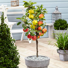 Appelboom - Trio 'Jonagored' + Golden Delicious'+ 'Elstar' - Willemse