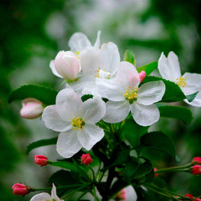 Appelboom - Trio 'Jonagored' + Golden Delicious'+ 'Elstar' - Malus domestica Jonagored, Golden Delicious, Elstar - Willemse