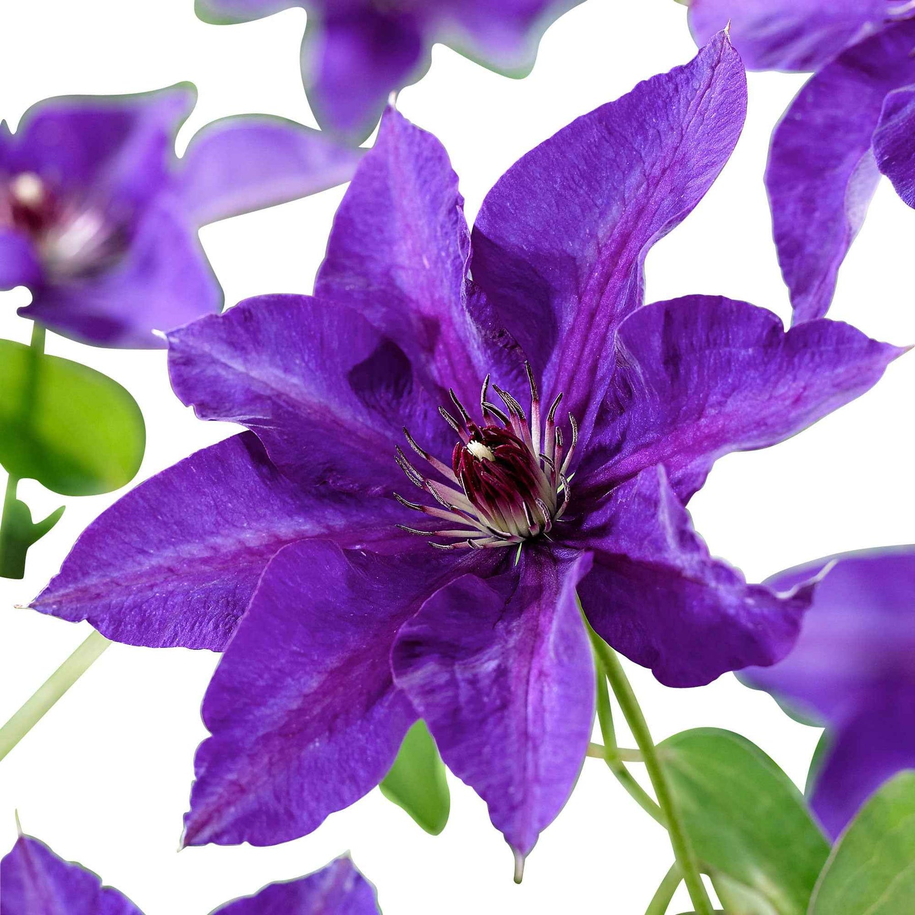 Bosrank 'The President' - Clematis Président - Willemse
