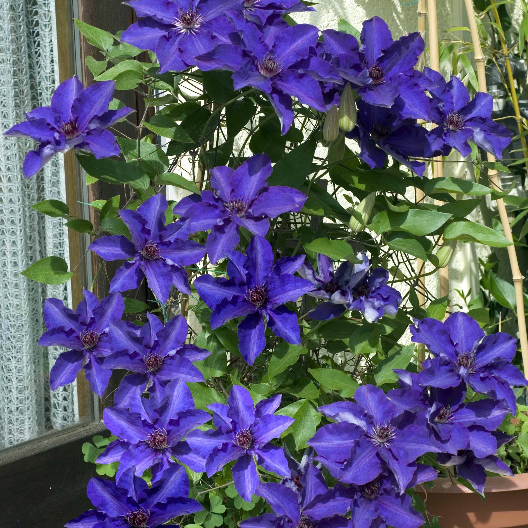 Clematis - Bosrank 'The President' - Clematis Président