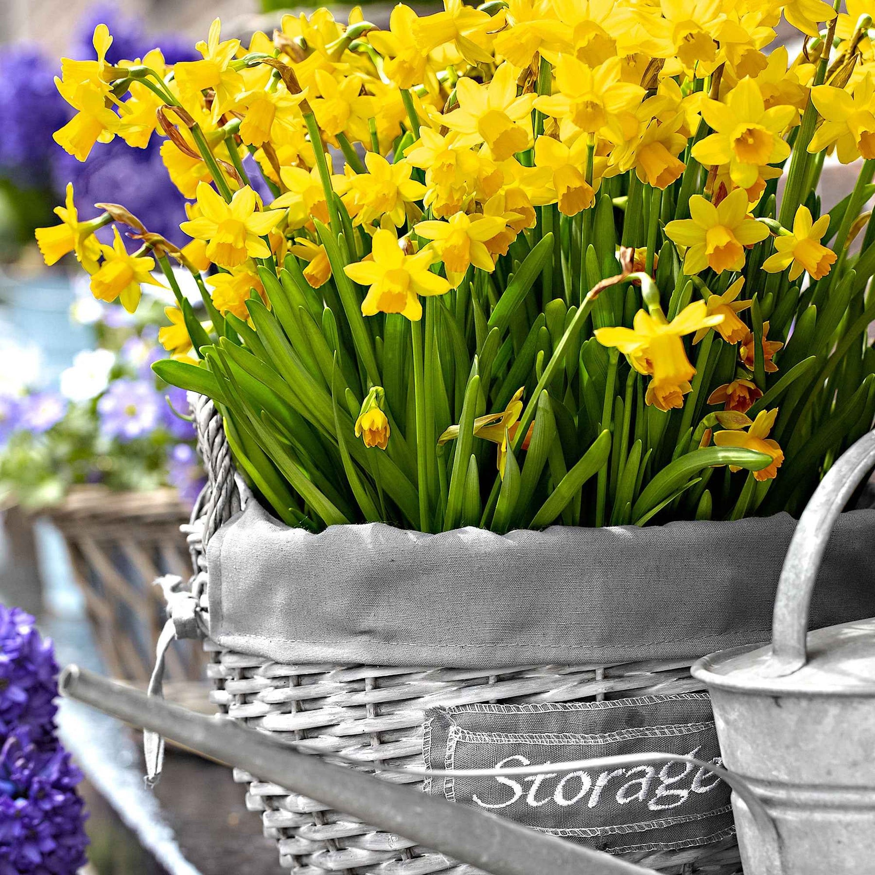 Narcissen - Narcis 'Tête-à-Tête' (x10) - Narcissus cyclamineus Tête à Tête