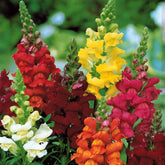 Leeuwenbek Mix 'Majestic' - Antirrhinum majus - Willemse