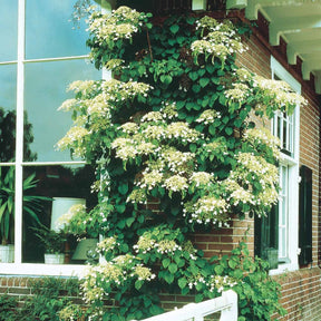 Klimhortensia - Hydrangea anomala petiolaris