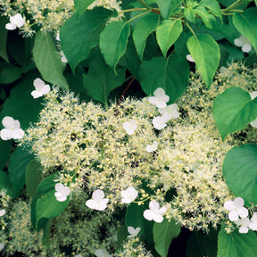 Klimhortensia