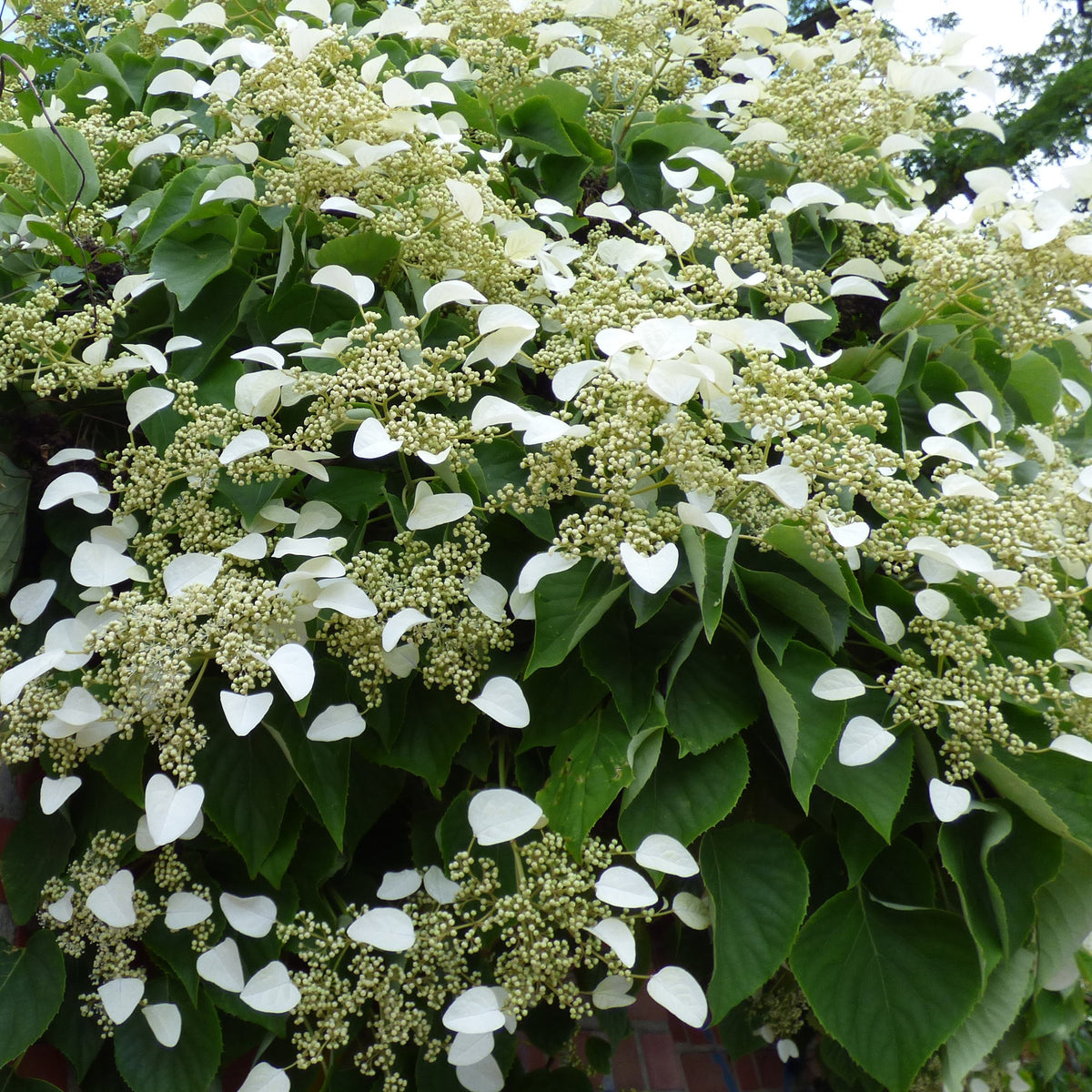 Klimhortensia - Hydrangea anomala petiolaris - Klimplanten