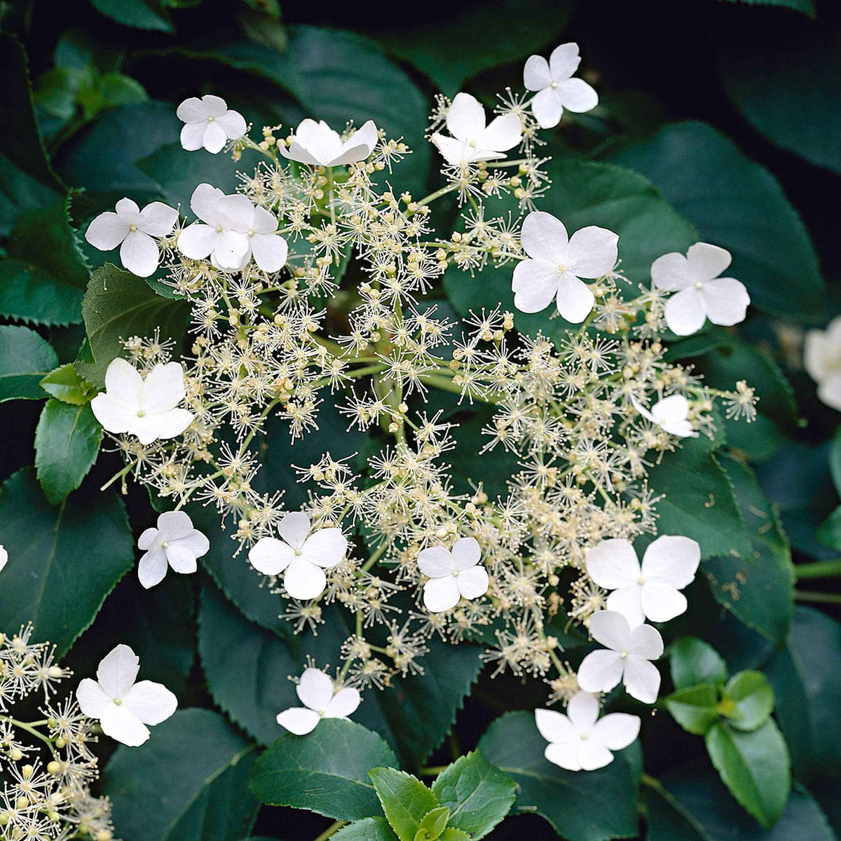 Hydrangea anomala petiolaris - Klimhortensia - Klimhortensia