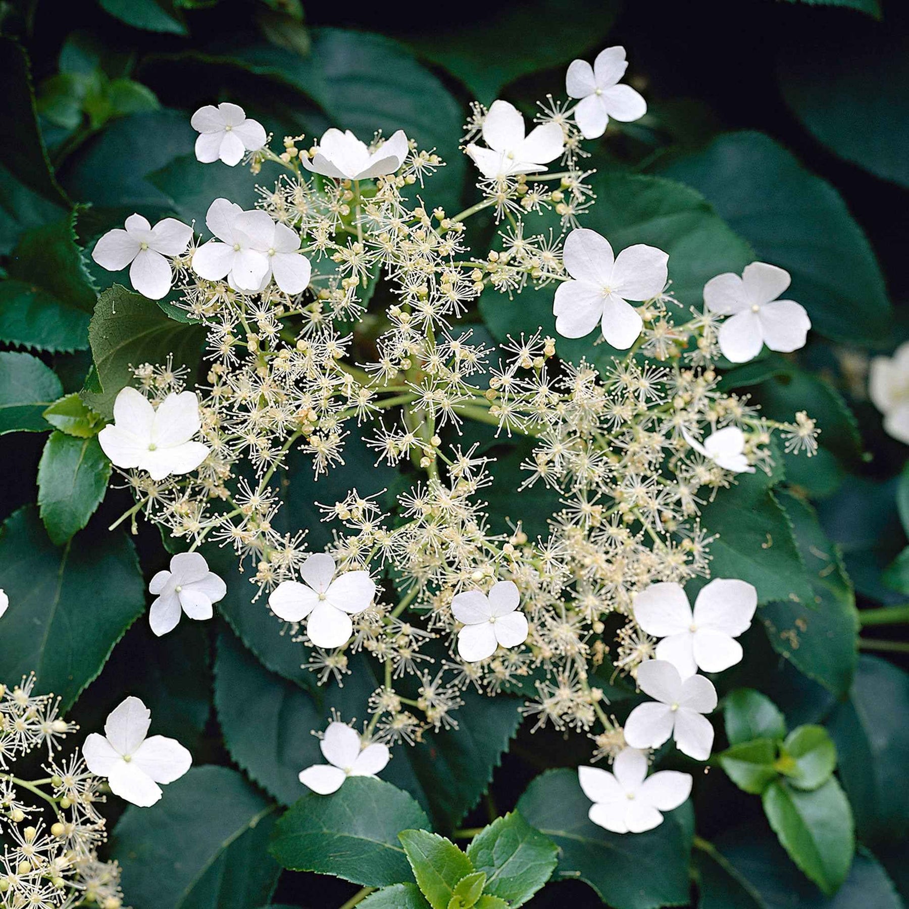 Hydrangea anomala petiolaris - Klimhortensia - Klimhortensia
