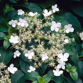 Hydrangea anomala petiolaris - Klimhortensia - Klimhortensia