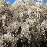 Wisteria sinensis alba - Japanse regen 'Alba - Wisteria