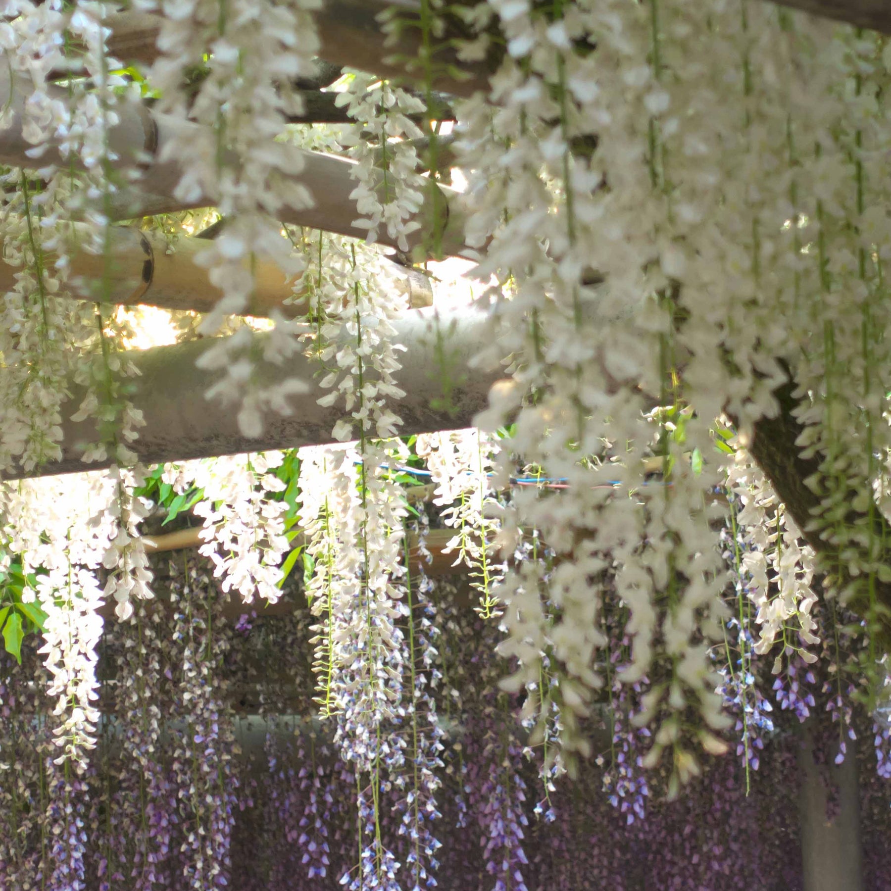 Japanse regen 'Alba - Wisteria sinensis alba
