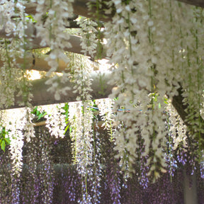 Japanse regen 'Alba - Wisteria sinensis alba