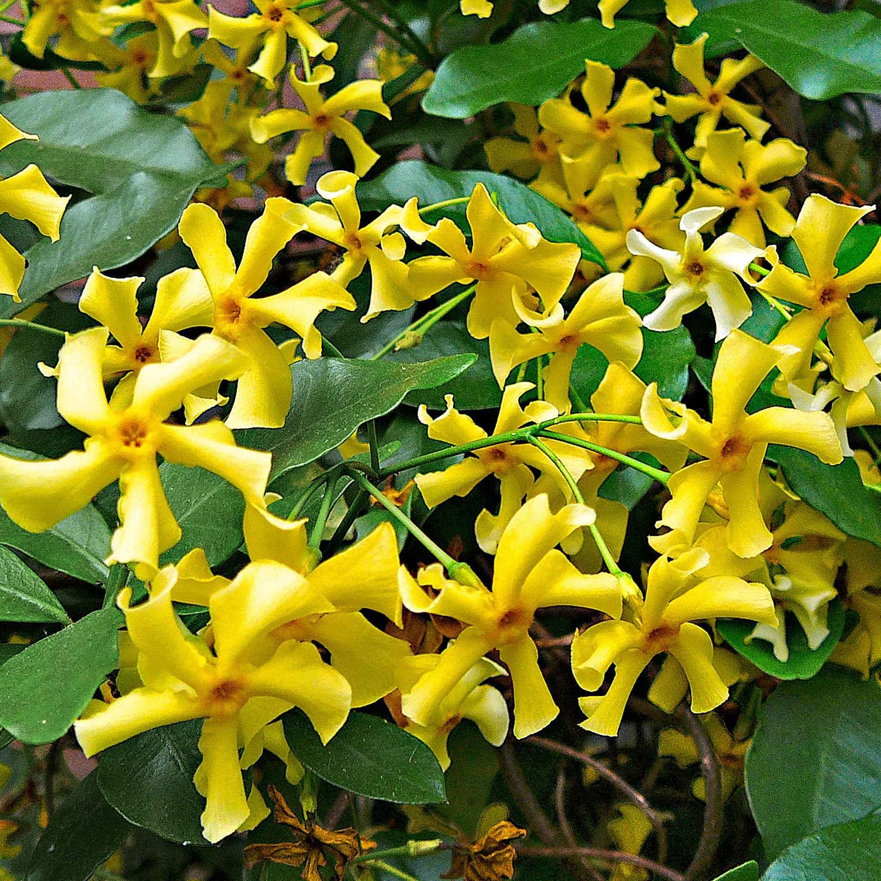 Toscaanse jasmijn 'Star of Toscane' - Trachelospermum jasminoides Star of Toscane - Willemse