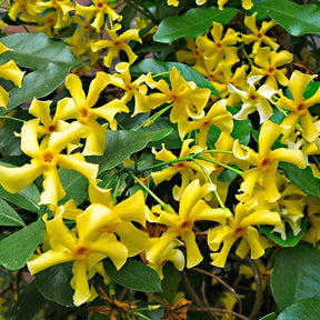 Toscaanse jasmijn 'Star of Toscane' - Trachelospermum jasminoides Star of Toscane - Willemse