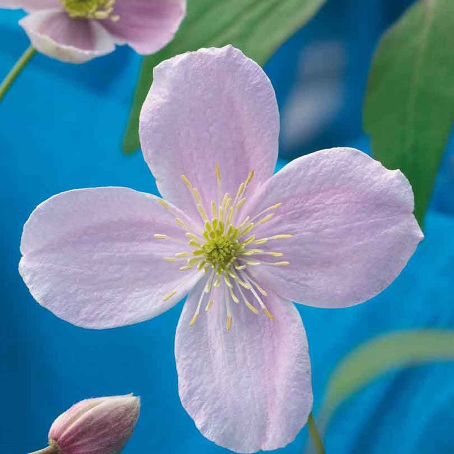 Clematis montana Rubens - Bosrank 'Rubens' - Clematis