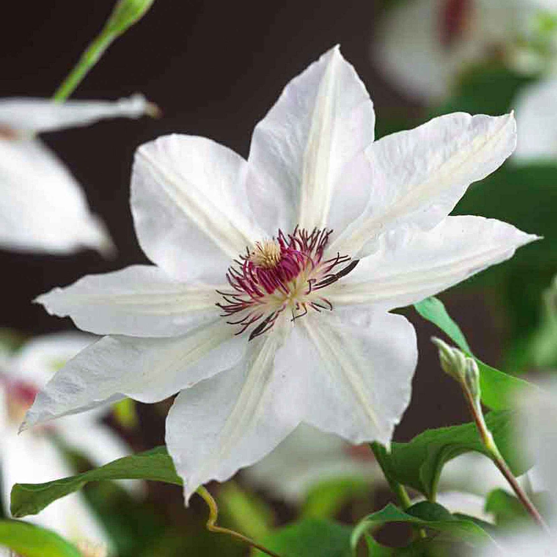 Clematis miss bateman - Bosrank 'Miss Bateman' - Clematis