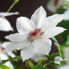 Clematis miss bateman - Bosrank 'Miss Bateman' - Clematis
