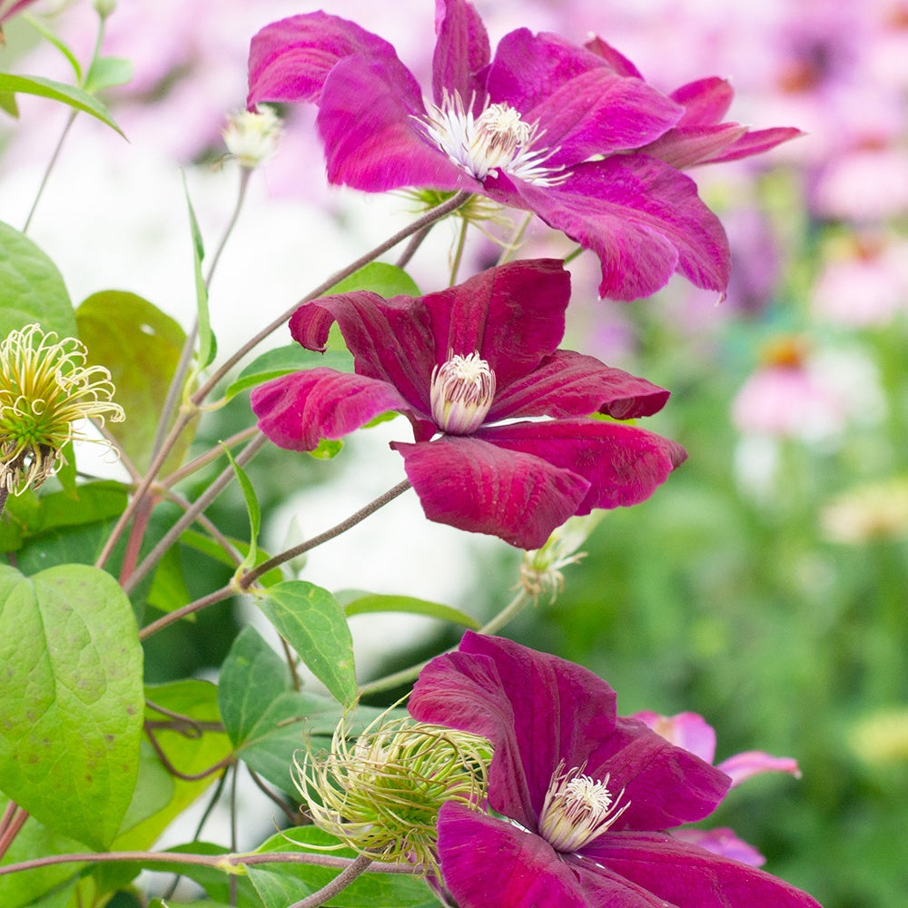 Bosrank 'Rouge Cardinal' - Clématis rouge cardinal - Willemse