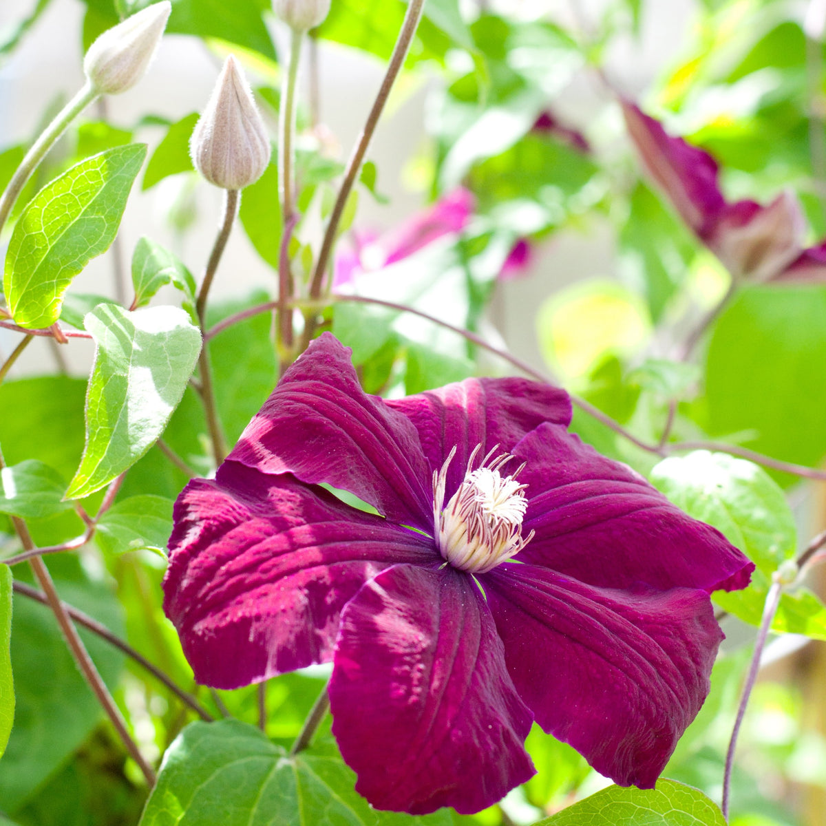 Bosrank 'Rouge Cardinal' - Clématis rouge cardinal
