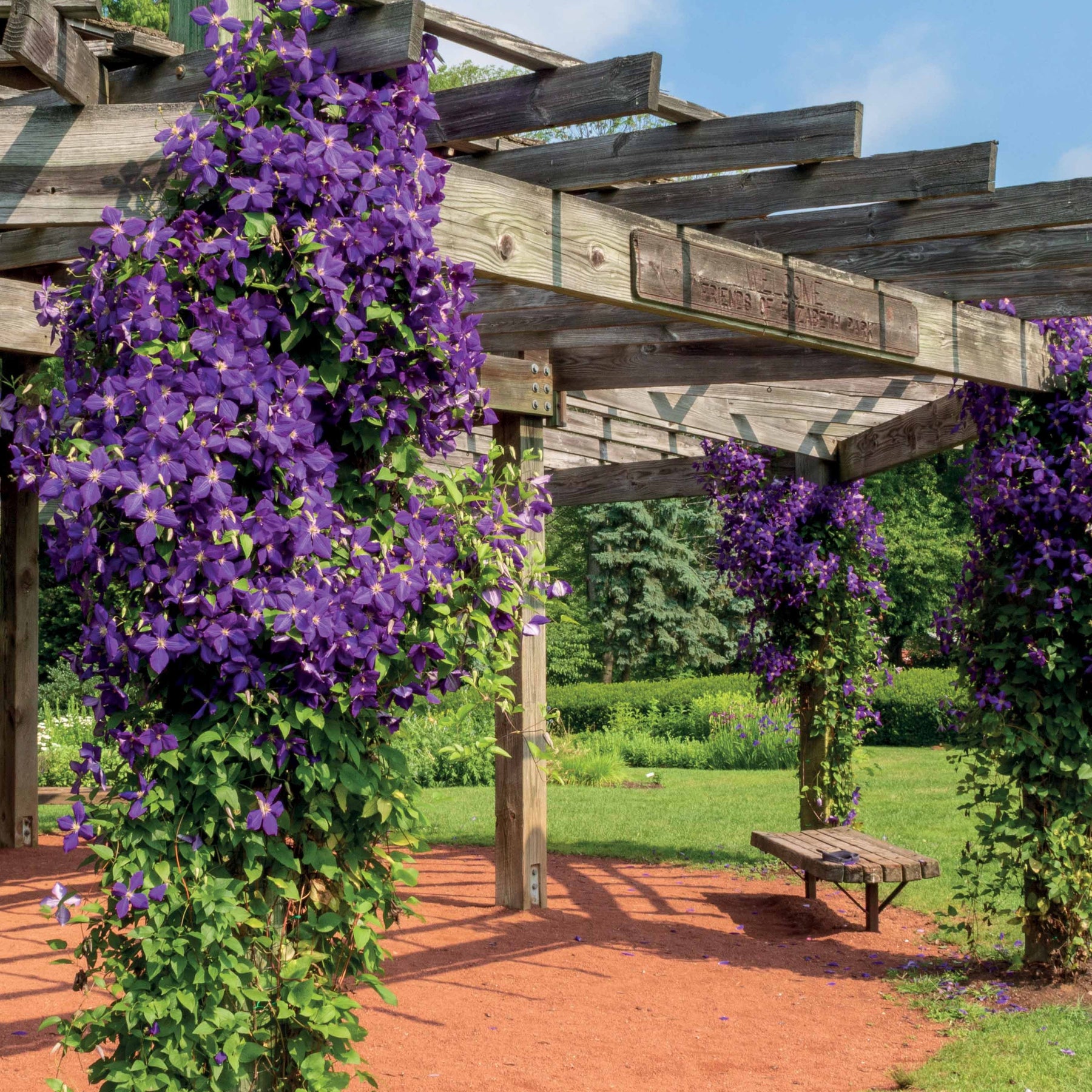 Bosrank 'Jackmanii' - Clematis Jackmanii