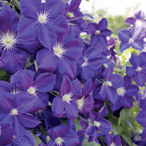 Bosrank 'Jackmanii' - Clematis Jackmanii