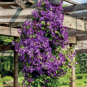 Bosrank 'Jackmanii' - Clematis Jackmanii - Willemse